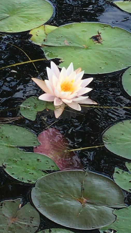 Lotus flower_tck